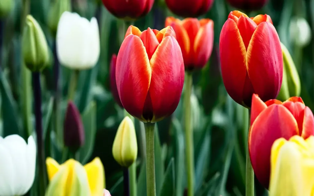 TULIPANES
